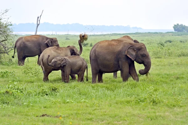 Ελέφαντες στη Σρι Λάνκα — Φωτογραφία Αρχείου