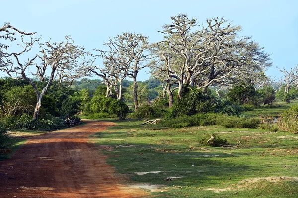 Selva en Sri Lanka — Foto de Stock