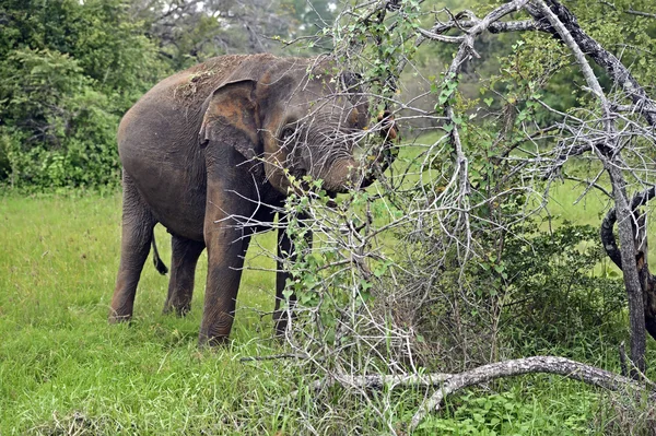 Elefanti in Sri Lanka — Foto Stock