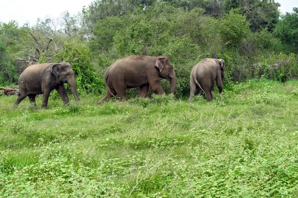 Ελέφαντες στη Σρι Λάνκα — Φωτογραφία Αρχείου