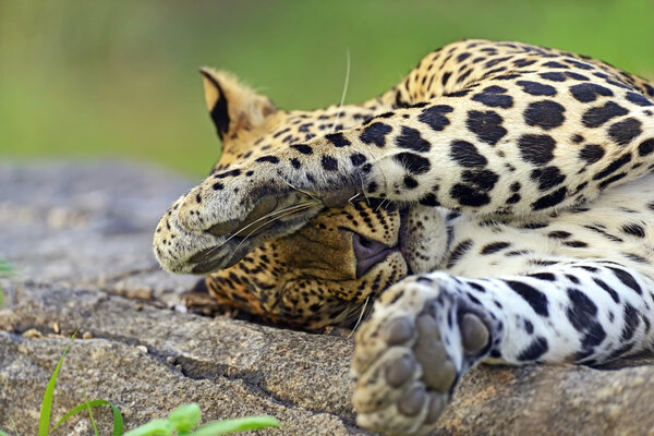 Leopards of Sri Lanka