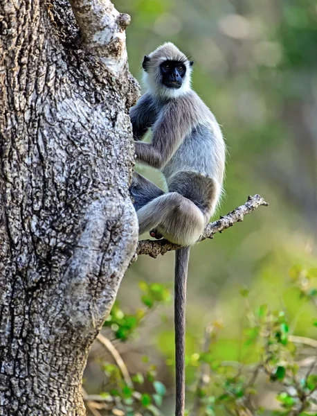 Tropischer Affe sri lanka — Stockfoto