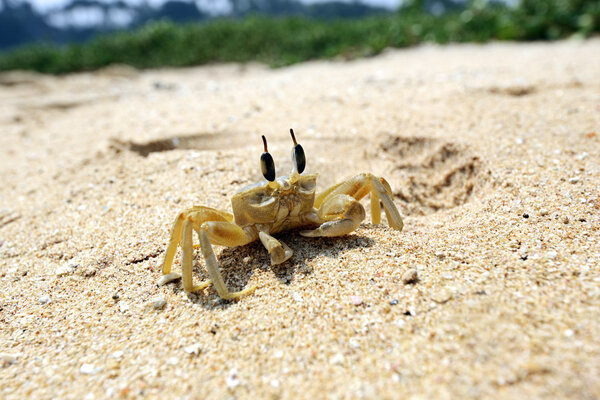 Крабы Шри-Ланки
