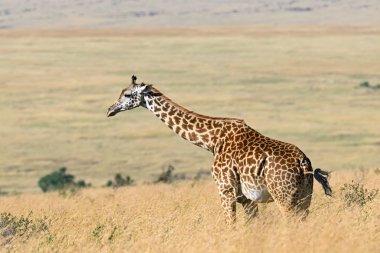 Afrika savanındaki zürafa