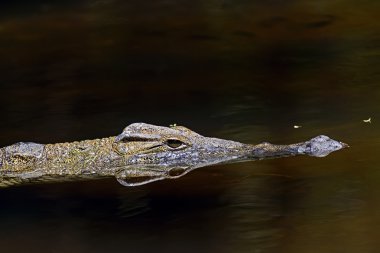 Timsahlar Masai Mara