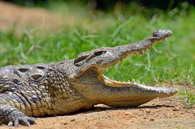 Timsahlar Masai Mara