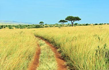 Ağaç Masai Mara
