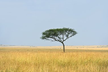 Tree in savannah clipart