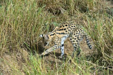 Serval Tsavo Park