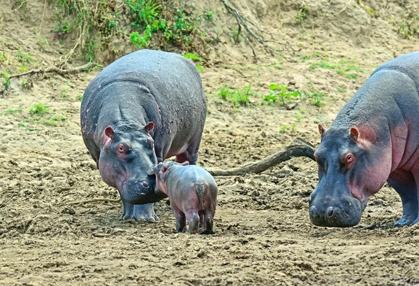 Hipopótamo Masai Mara — Foto de Stock