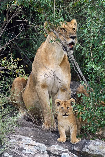 Lion Masai Mara — Stock Photo, Image