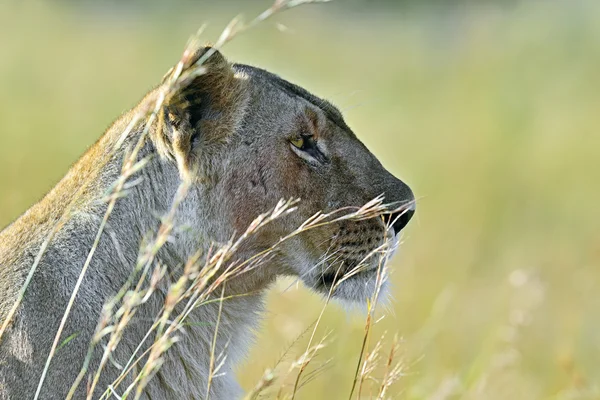 Portrait of young Lion — Stock Photo, Image