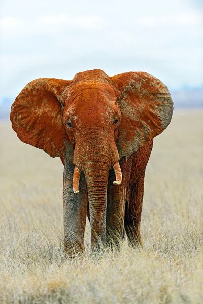 Elephants in Tsavo Park — Stock Photo, Image