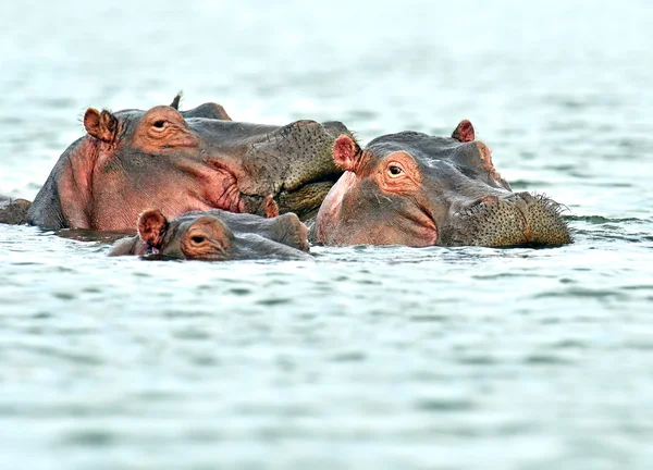 Hippopotamus Masai Mara — Stock Photo, Image