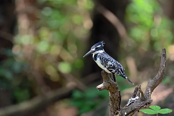 Kingfisher in the African savannah — Stock Photo, Image