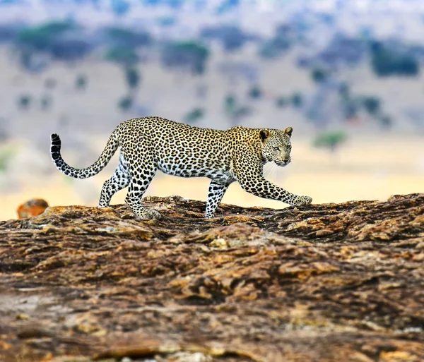 Leopard Masai Mara — Stockfoto