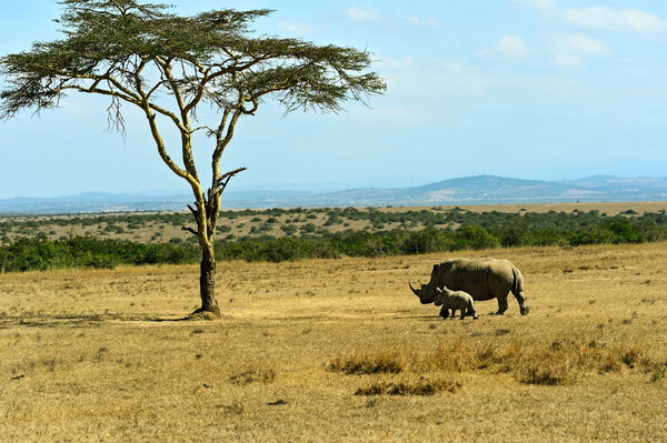 The tree in the African savanna