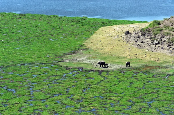 Afrikanska elefanter i savannen — Stockfoto
