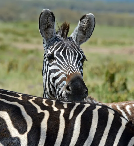 Zebra in de masai mara — Stockfoto