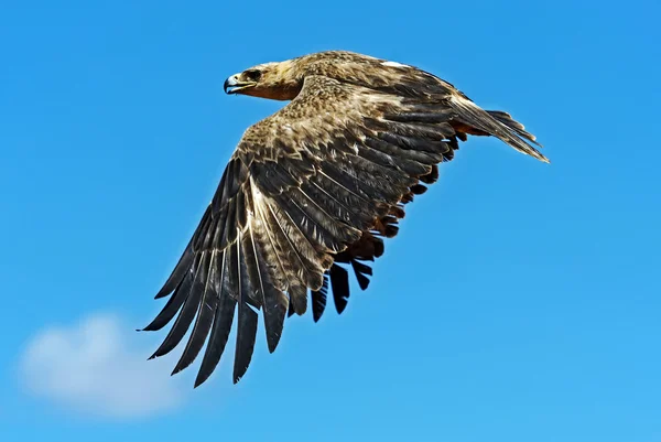 Καστανόξανθο αετός στην Αφρική — Φωτογραφία Αρχείου
