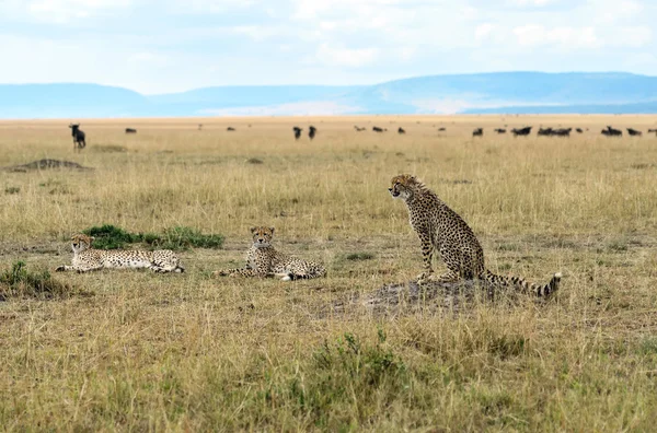 Masai mara chitas — Fotografia de Stock