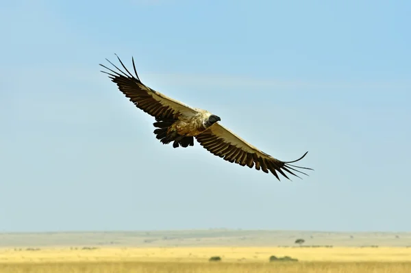 Geier auf der Flucht — Stockfoto