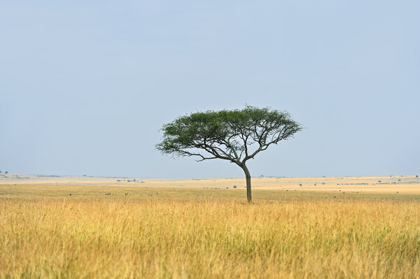 Tree in savannah