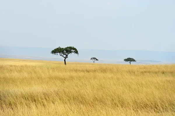 Baum in der Savanne — Stockfoto