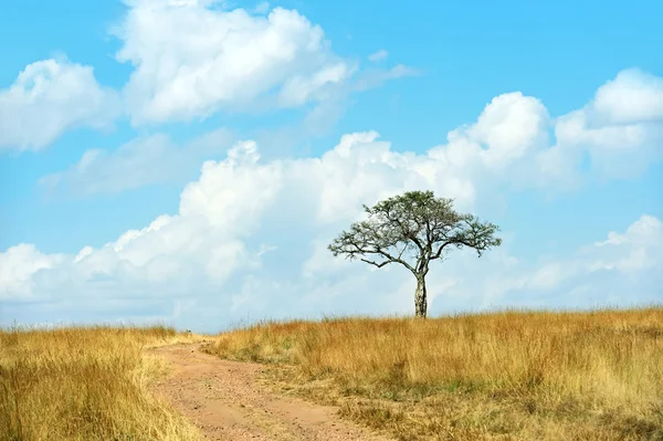 El árbol en la sabana africana — Foto de Stock