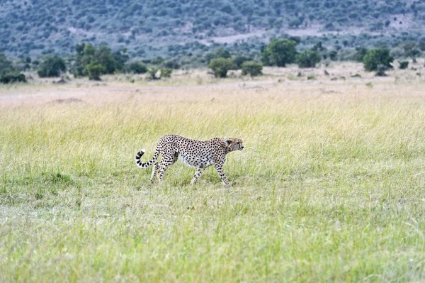 Masai mara geparder — Stockfoto