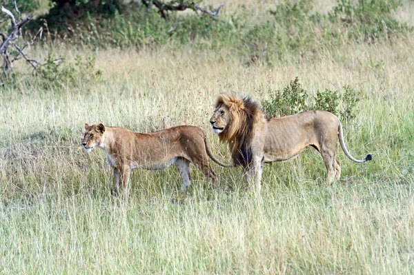 Portrait of young Lion — Stock Photo, Image