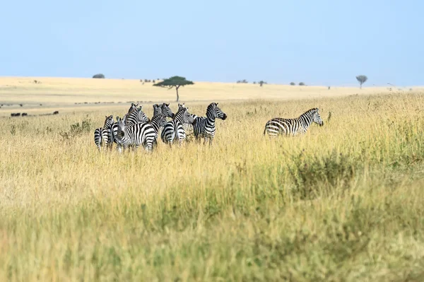 Zebra i masai mara — Stockfoto
