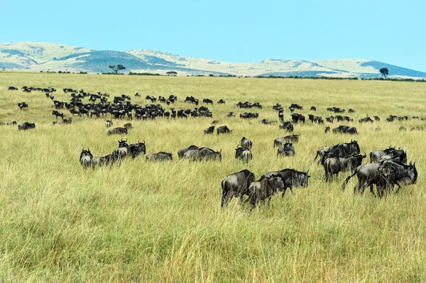 Wildebeest a Masai Mara . — Foto Stock