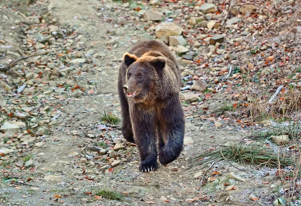 Carpathian Brown Bear — Stock Photo, Image