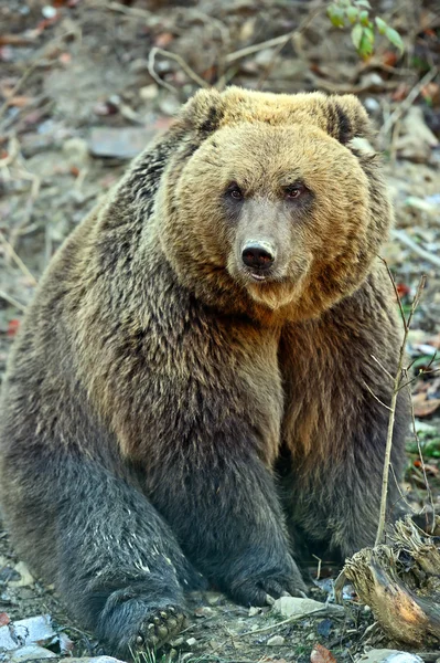 Carpathian Brown Bear — Stock Photo, Image