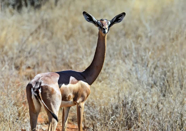 Afrikai gazella Zsiráfnyakú gazella — Stock Fotó