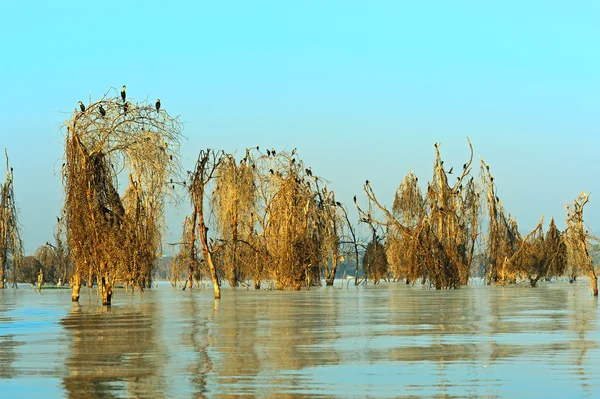 Lake Naivasha in Africa — Stock Photo, Image