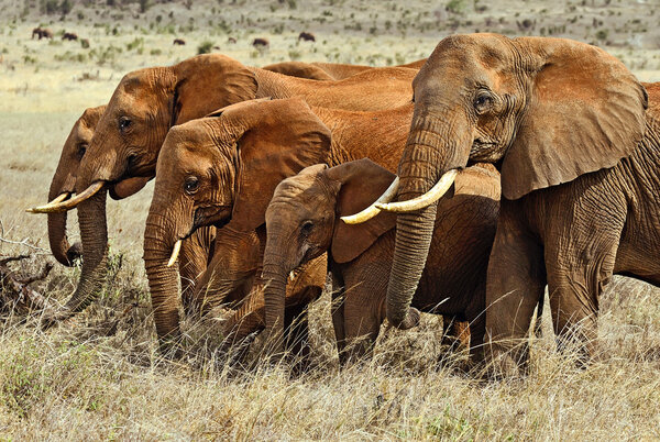 African elephants in Tsavo 