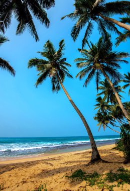 Plajlar Sri Lanka