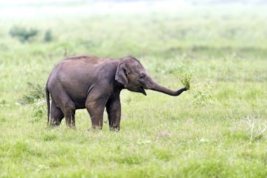 fil-sri Lanka 