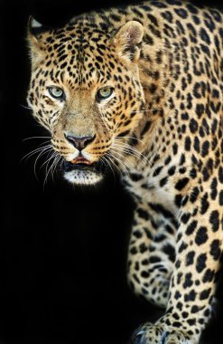 Tsavo Park içinde leopar