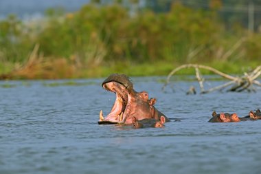 Su aygırı Masai Mara