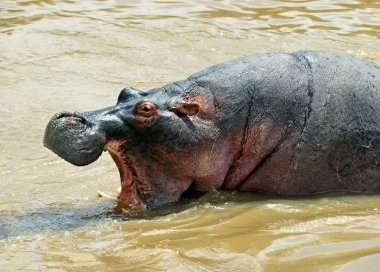 Su aygırı Masai Mara