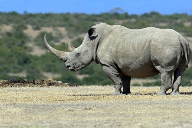 Beyaz rhino Kenya