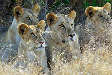 Genç aslan portresi