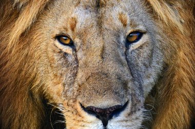 Masai Mara aslanlar