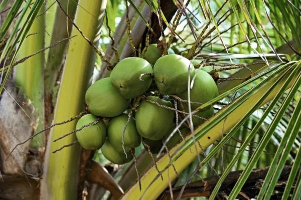 Coconut on the palm — Stock Photo, Image