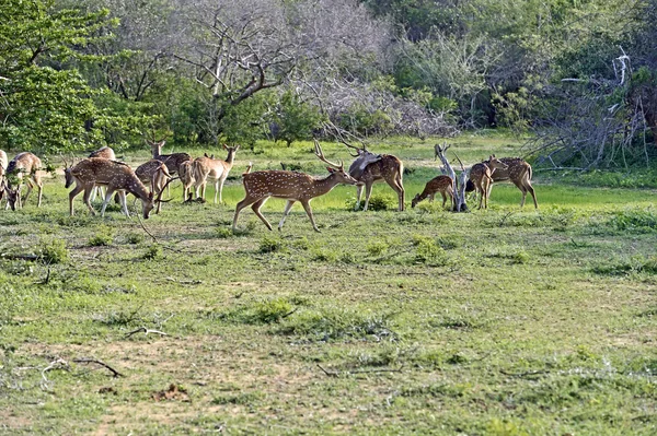 Cervos asiáticos sika — Fotografia de Stock