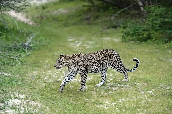 Leoparden i Sri Lanka — Stockfoto