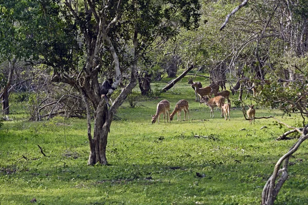 Cervos asiáticos sika — Fotografia de Stock